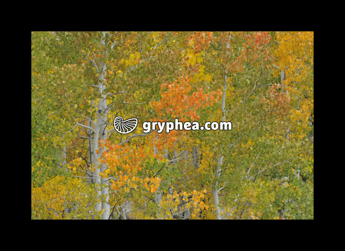 Trembles (Yellowstone NP, USA) - gryphea.com